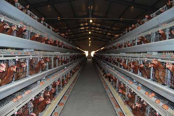 Construcción de granja avícola eficiente usando jaulas apilables Livicorp