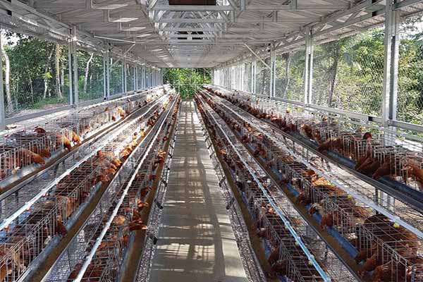 Maintenance workflow demonstrating automated manure removal in multi-layer egg-laying cages