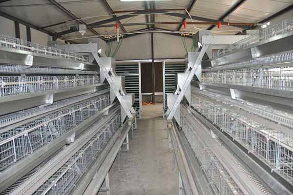 Customizable multi-layer hen cage configurations tailored for Ghana’s poultry farms