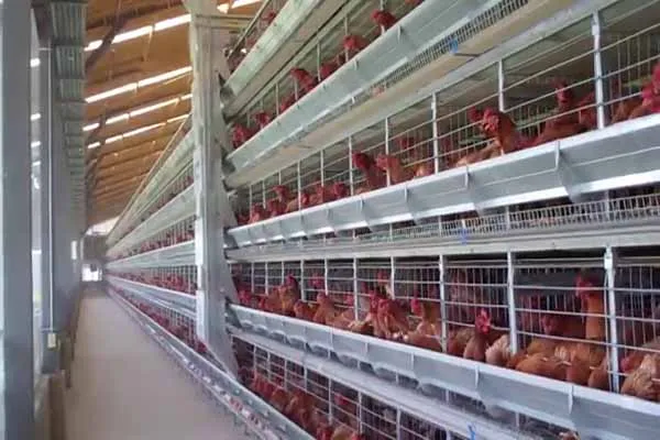 https://shmuker.oss-cn-hangzhou.aliyuncs.com/data/oss/681c58426f30b445a9ac020d/681c58426f30b445a9ac0213/20250604110048/why-choose-livi-poultry-farming-cages-for-50000-layers-in-zambia-.jpg