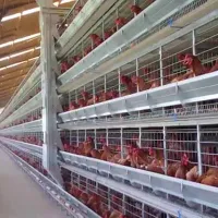 https://shmuker.oss-cn-hangzhou.aliyuncs.com/data/oss/681c58426f30b445a9ac020d/681c58426f30b445a9ac0213/20250604110048/why-choose-livi-poultry-farming-cages-for-50000-layers-in-zambia-.jpg