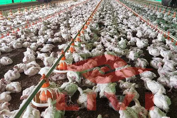https://shmuker.oss-cn-hangzhou.aliyuncs.com/data/oss/681c58426f30b445a9ac020d/681c58426f30b445a9ac0213/20250616170926/10000_broilers_deep_litter_system_for_automatic_chicken_equipment_in_Nigeria.jpg