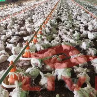 https://shmuker.oss-cn-hangzhou.aliyuncs.com/data/oss/681c58426f30b445a9ac020d/681c58426f30b445a9ac0213/20250616170926/10000_broilers_deep_litter_system_for_automatic_chicken_equipment_in_Nigeria.jpg
