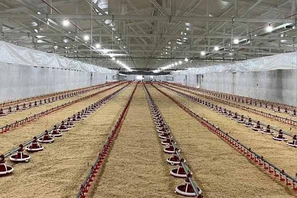 Sistema de piso para criação de 40000 frangos de corte