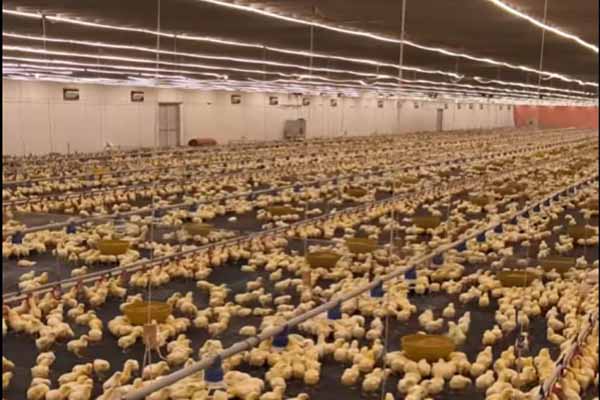 Criação de frangos com sistema de piso mecânico