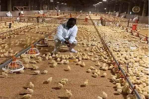 Sistema de Criação em Piso para 10.000 Frangos na Zâmbia
