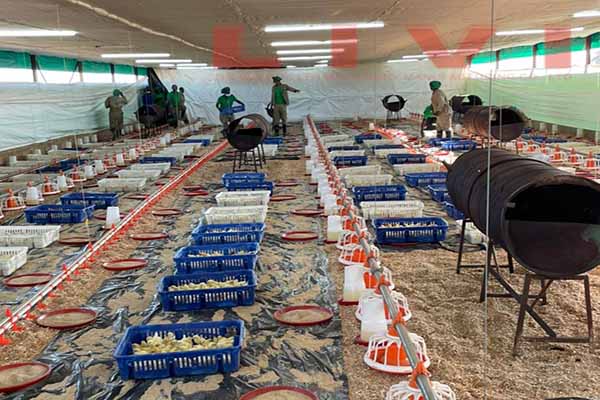 Sistema de Criação para 50000 Frangos no Sudão