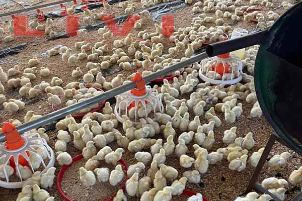 Sistema de criação no solo de 50.000 frangos em operação