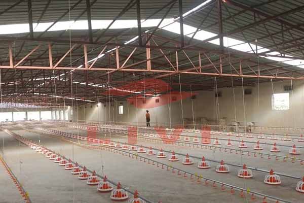 Solução para criação de 7000 pintinhos em sistema de piso