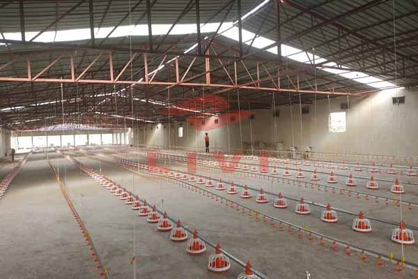 Sistema de criação em piso para frangos