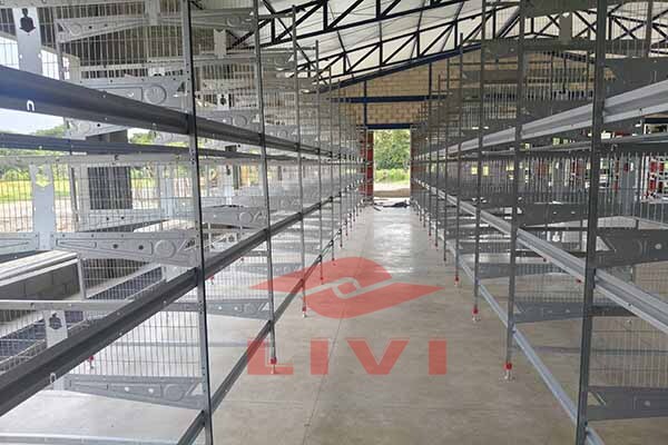 Stacked H-type laying hen cages illustrating multi-layer space optimization in commercial poultry farm