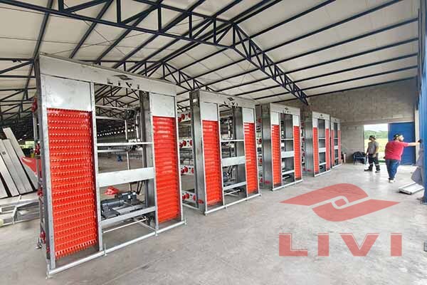 Automated feeding and egg collection system integration with H-type layered cages in poultry farm