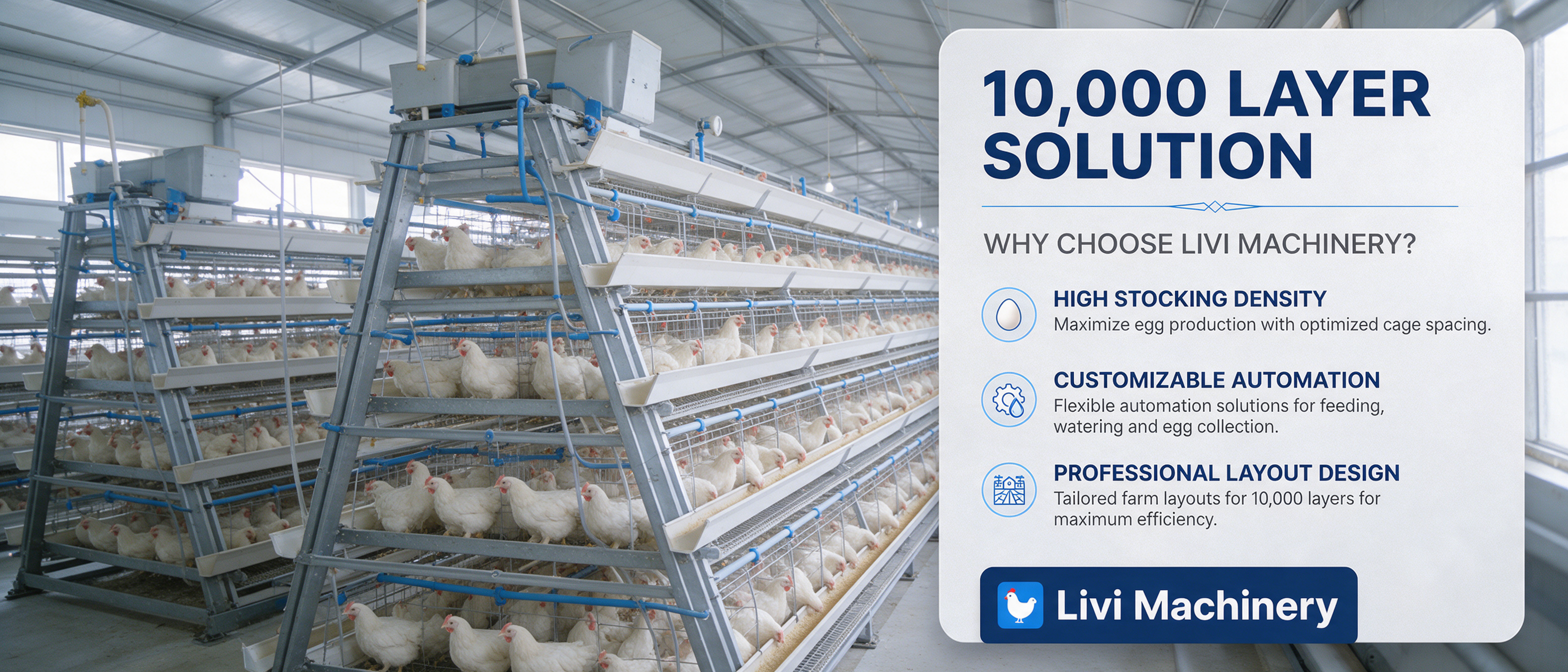 Practical A-type layer cage system solution for 10,000 layer poultry farms