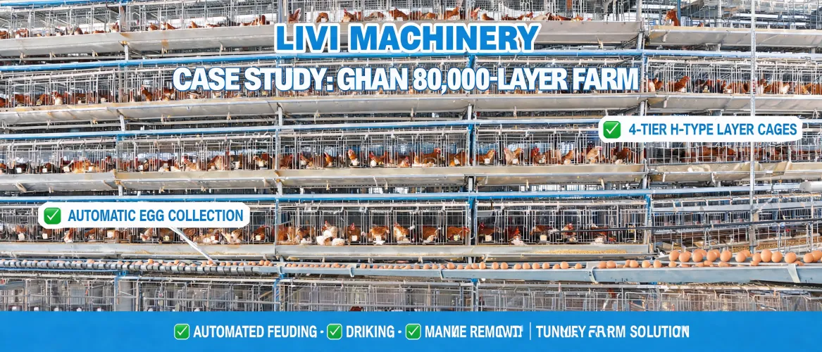 LIVI Machinery Case Study: 80,000‐Layer Farm in Ghana with Full H-Type Cage & Automated Egg Collection