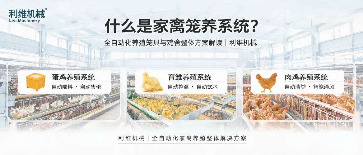 什么是家禽笼养系统（Poultry Cage System）？全自动化养殖笼具与鸡舍整体方案解读｜Livi Machinery