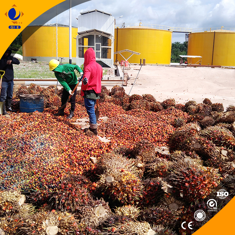 Palm kernel oil production facility operating efficiently in tropical climate