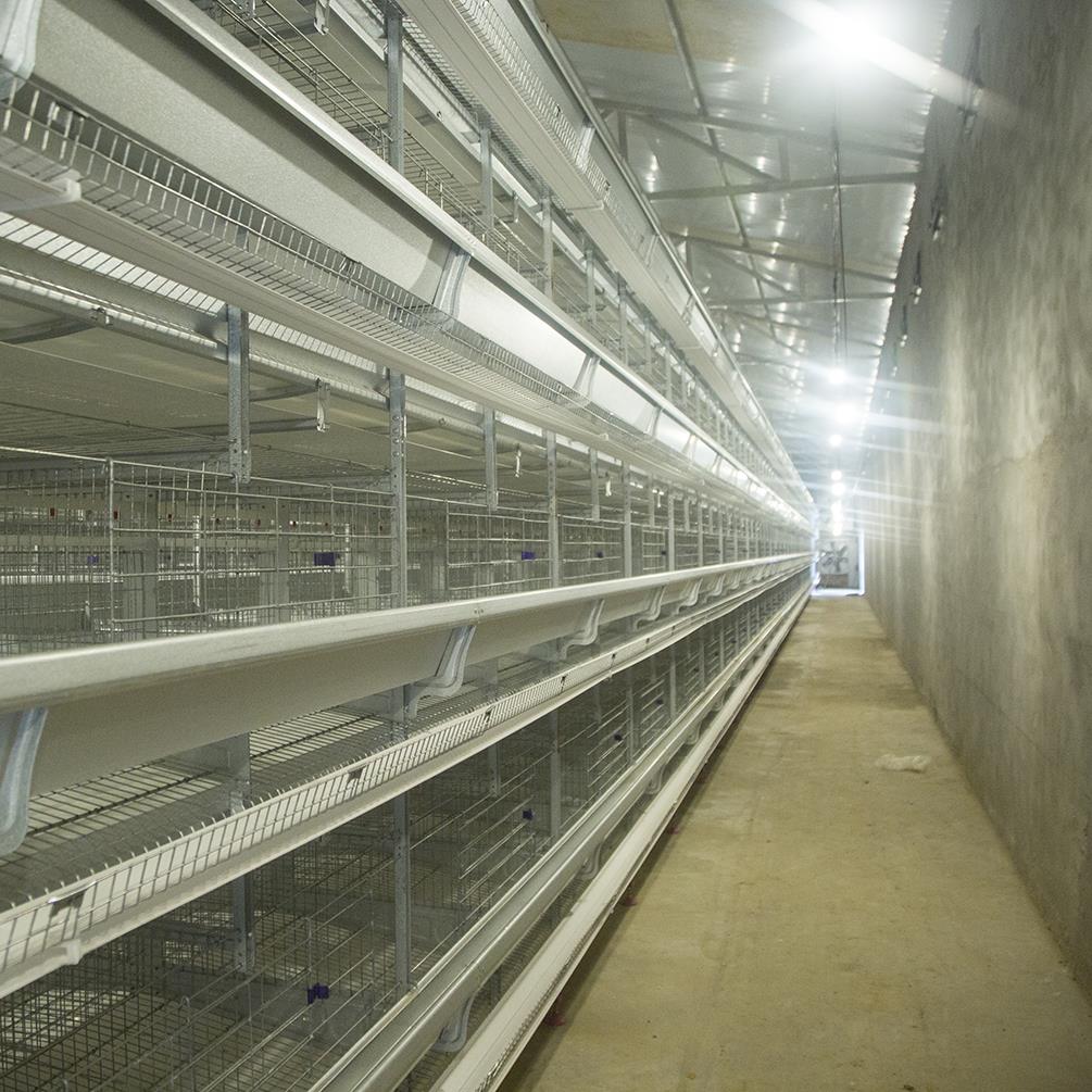 Livi 30000 H-Type Automatic Chicken Cage-16