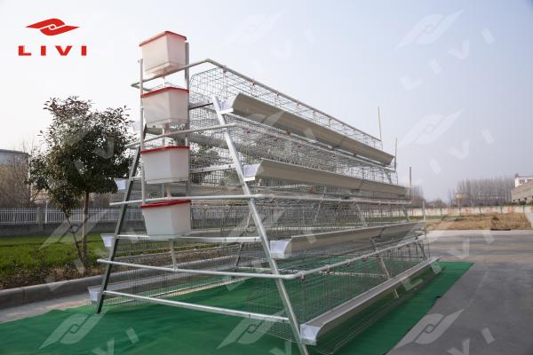 Layer Chicken Cages