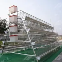 https://shmuker.oss-cn-hangzhou.aliyuncs.com/data/oss/common/20250513145758/20250513/49c73326d64ad58e2b9b838d3dd77525/layer-chicken-cages.jpg