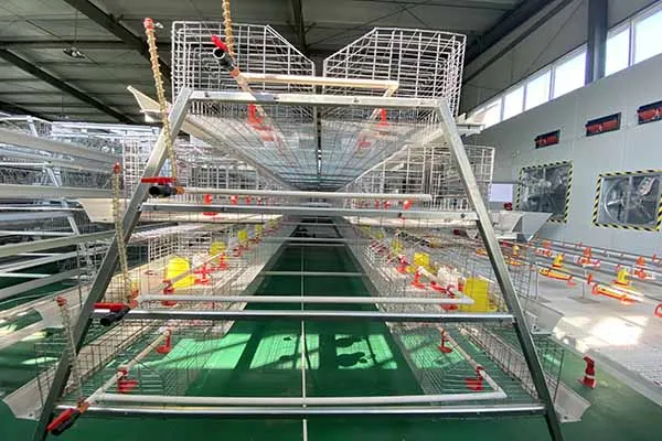 https://shmuker.oss-cn-hangzhou.aliyuncs.com/data/oss/common/20250513152536/20250513/2b99c5c946f20bf388530939482b5d09/A-type-brooder-battery-cage.jpg