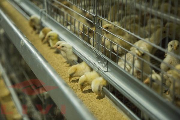 Jaula H para pollos de engorde