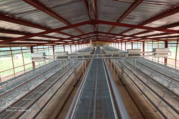 Livi Automatic Chicken Feeding System-7
