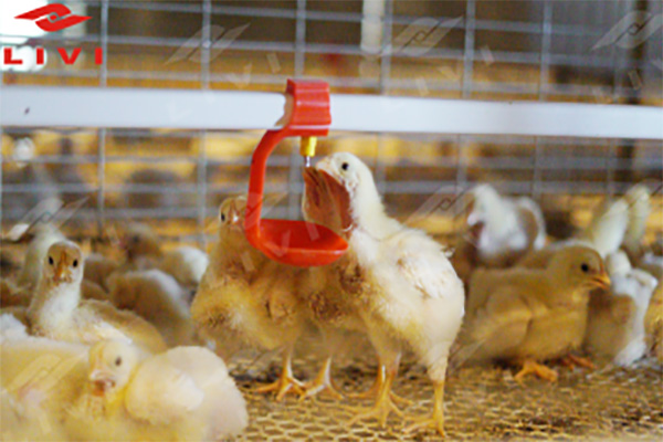 Sistema adaptado a jaulas de aves
