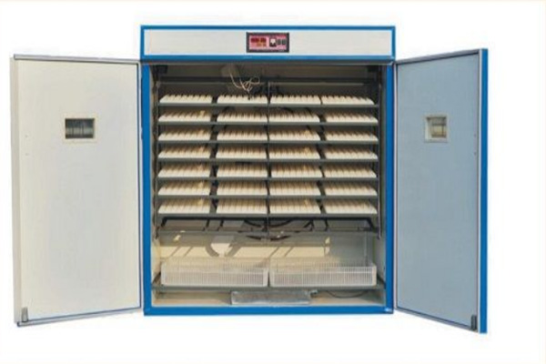 Sistema de recolección automática de huevos con rodillos en una granja española